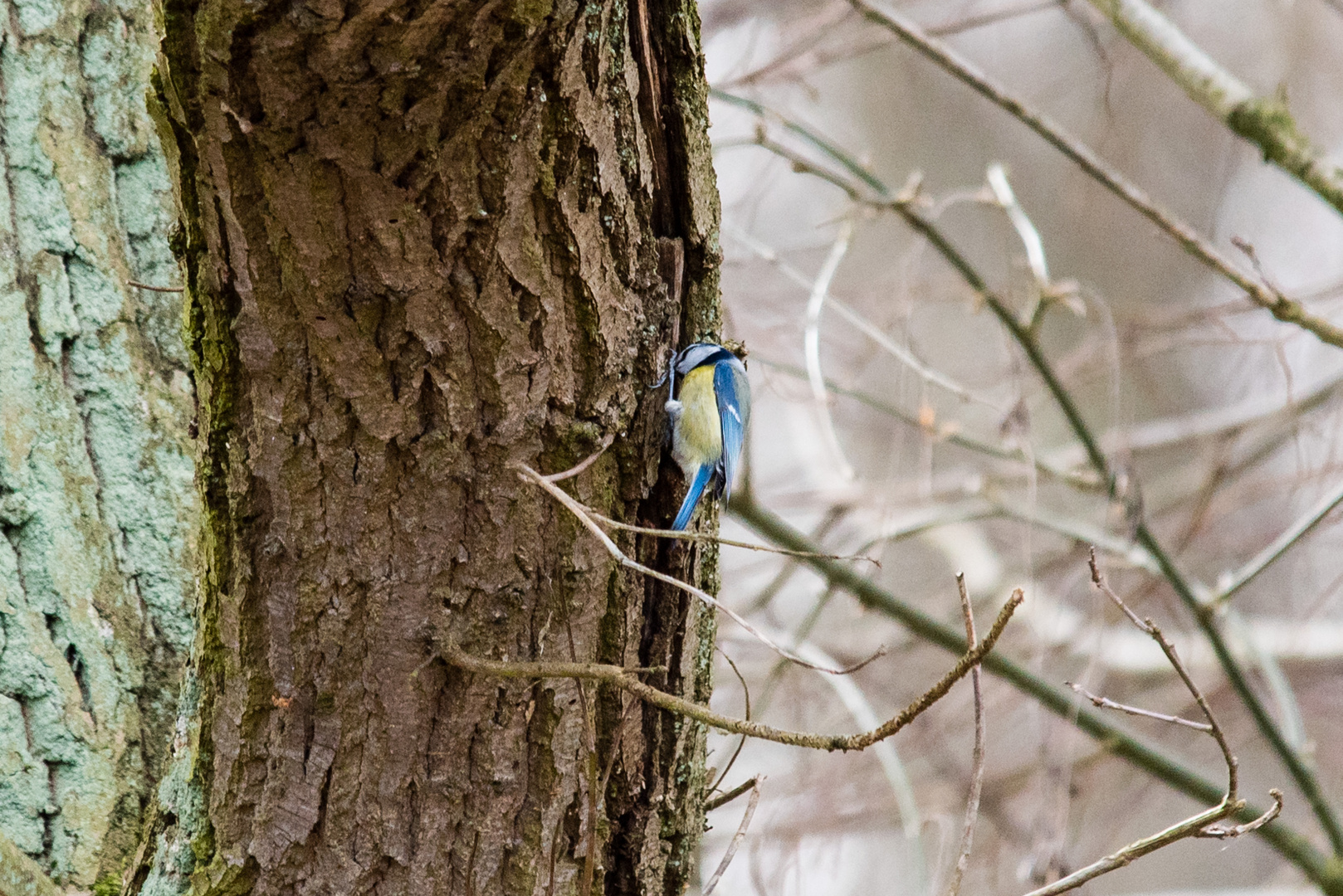 Blaumeise bei der Futtersuche