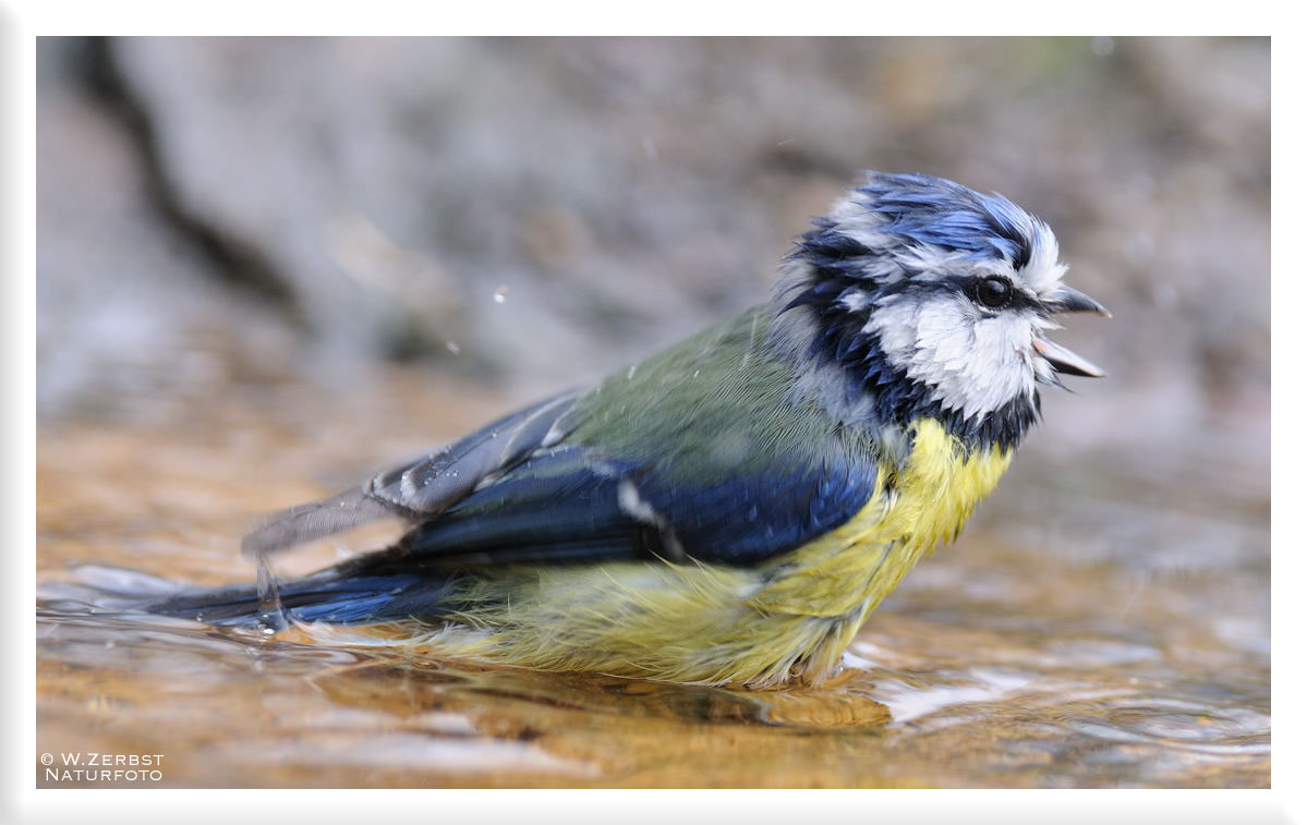 - Blaumeise bei der Morgentoilette -  ( Parus caeruleus )