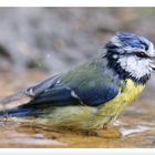 - Blaumeise bei der Morgentoilette -  ( Parus caeruleus )