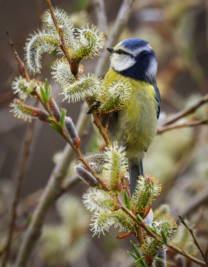 Blaumeise bei der Nahrungsaufnahme 