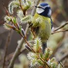 Blaumeise bei der Nahrungsaufnahme 