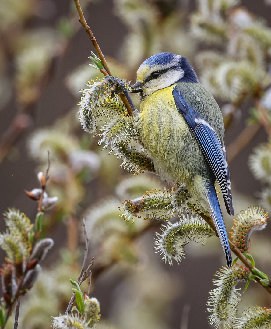 Blaumeise bei der Nahrungsaufnahme