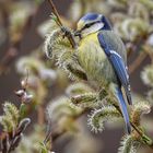 Blaumeise bei der Nahrungsaufnahme