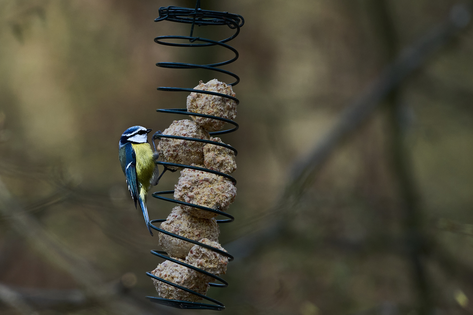 Blaumeise bei der Nahrungsaufnahme