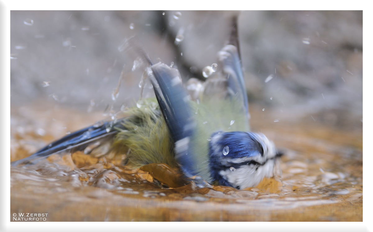 - Blaumeise bei einer totalen Wäsche - ( Parus caeruleus )