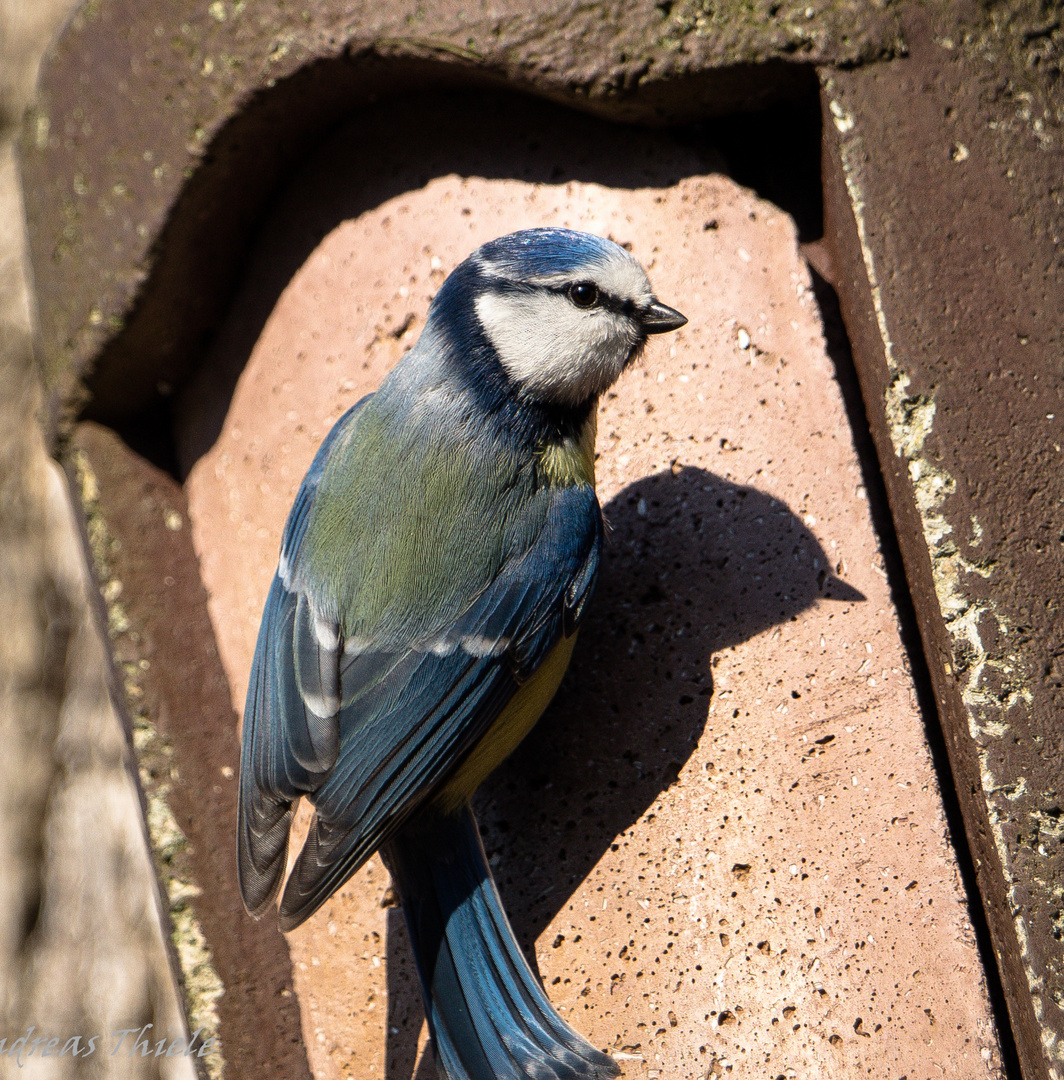 Blaumeise bei Nistkasteninspektion