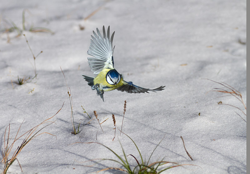 Blaumeise bei Schnee