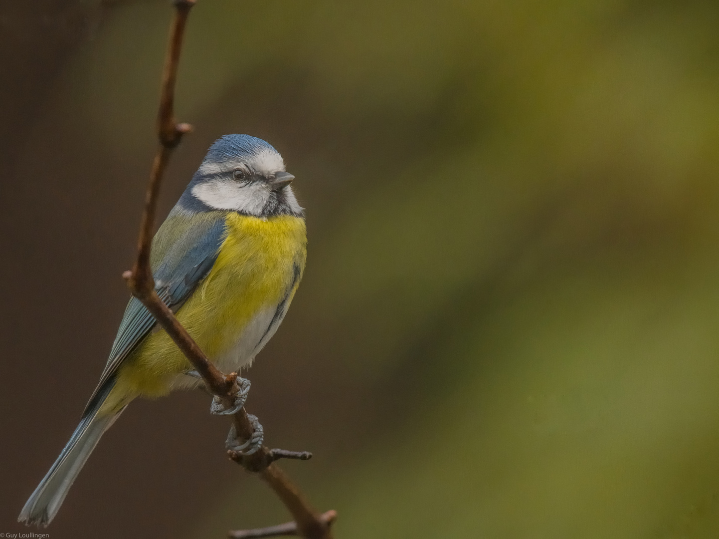 Blaumeise bei trüben Wetter