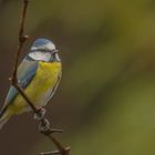 Blaumeise bei trüben Wetter