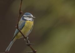 Blaumeise bei trüben Wetter _ 2