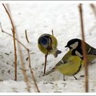 Blaumeise bei Turnübung