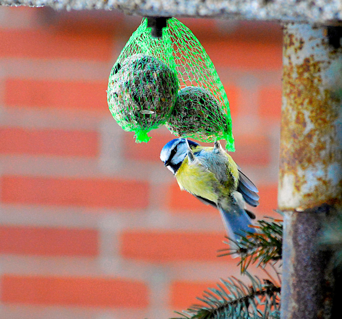 Blaumeise bei uns im Garten Foto & Bild tiere, wildlife, wild lebende