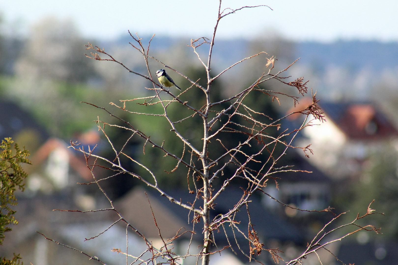 Blaumeise beim abendlichen Gesang