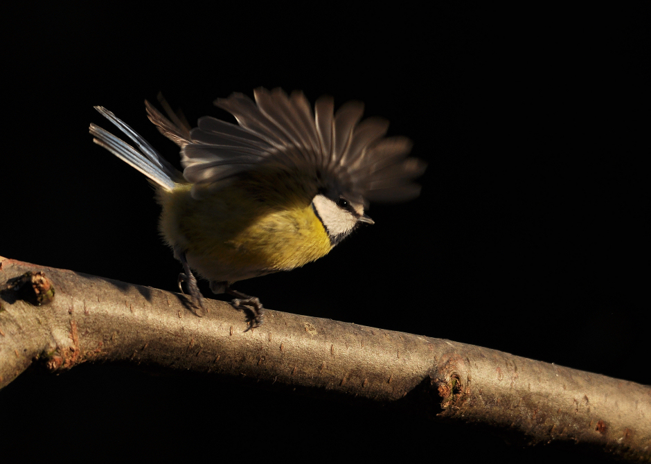 Blaumeise beim Abflug