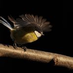 Blaumeise beim Abflug