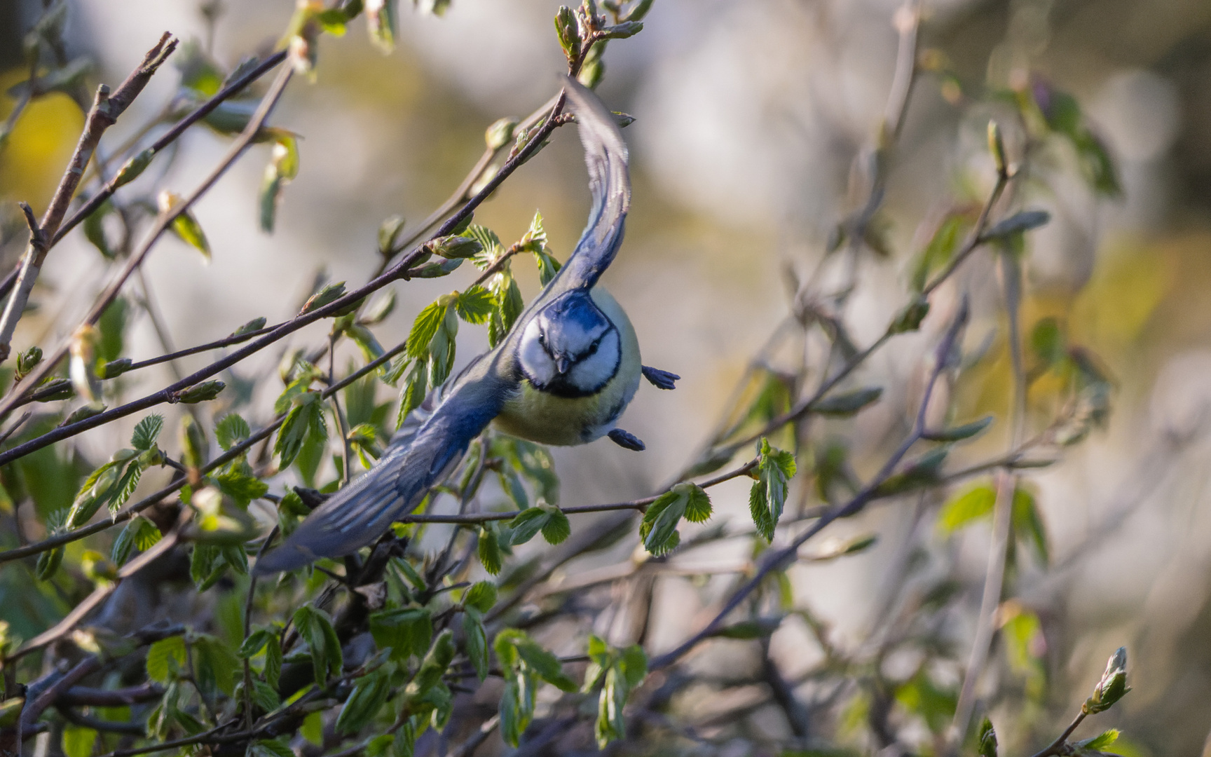 Blaumeise beim Abflug 2