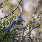 Blaumeise beim Abflug 2