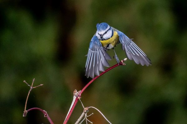 Blaumeise beim Abflug