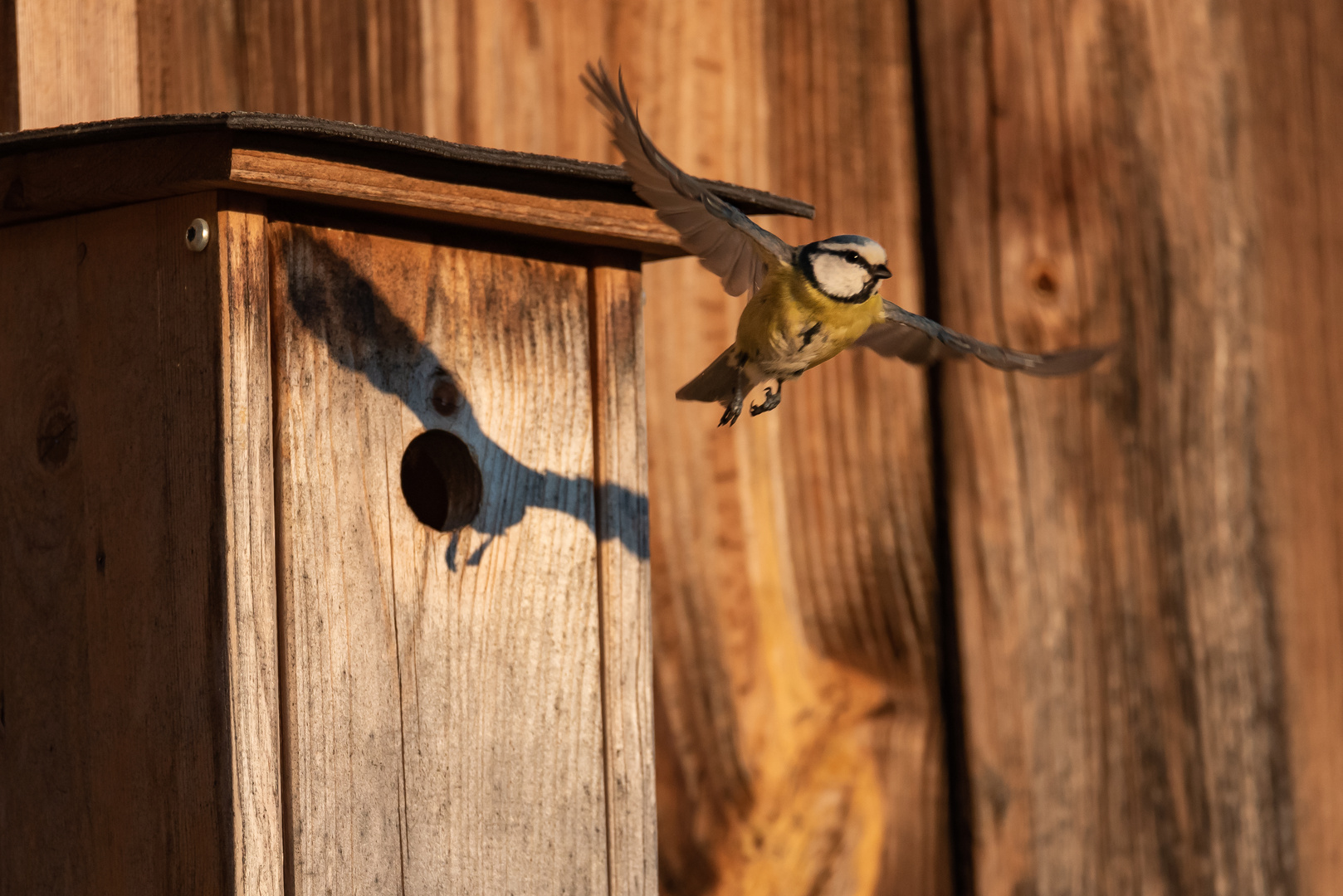 Blaumeise beim Abflug vom Nistkasten