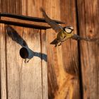 Blaumeise beim Abflug vom Nistkasten