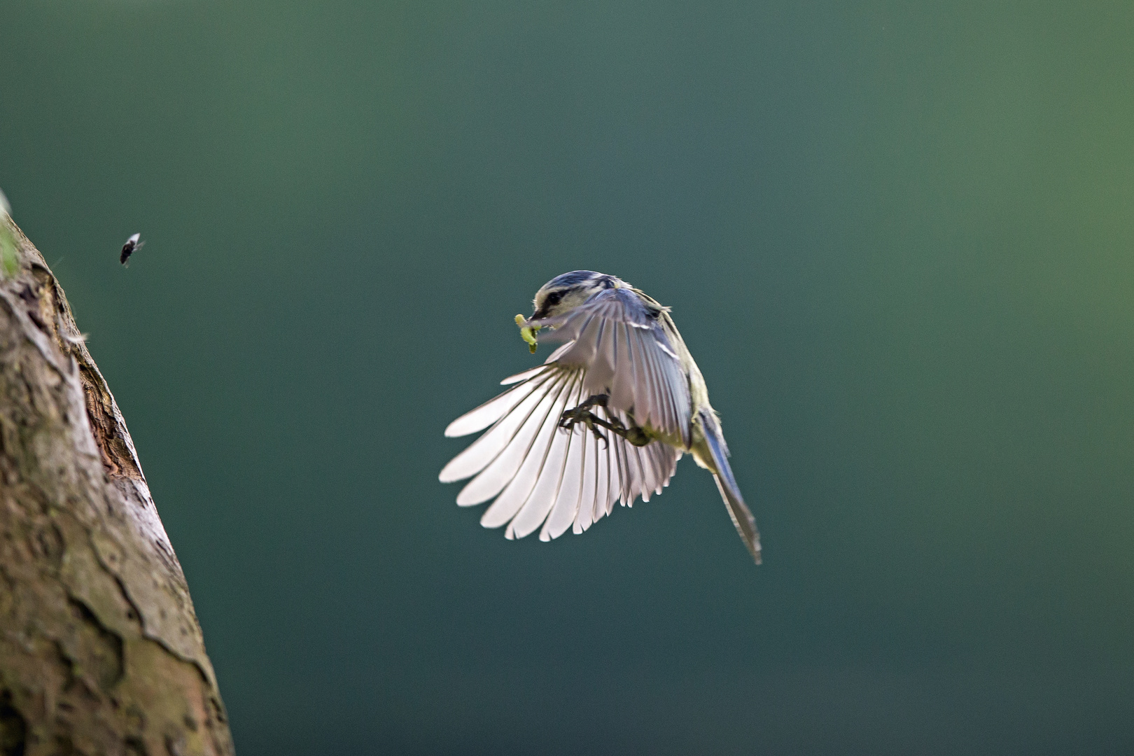 Blaumeise beim Anflug zur Brutröhre