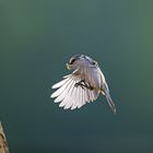 Blaumeise beim Anflug zur Brutröhre