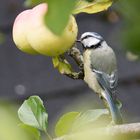 Blaumeise beim Apfelschmaus