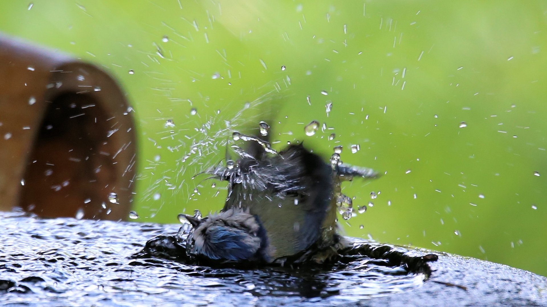 Blaumeise beim baden,,-1-