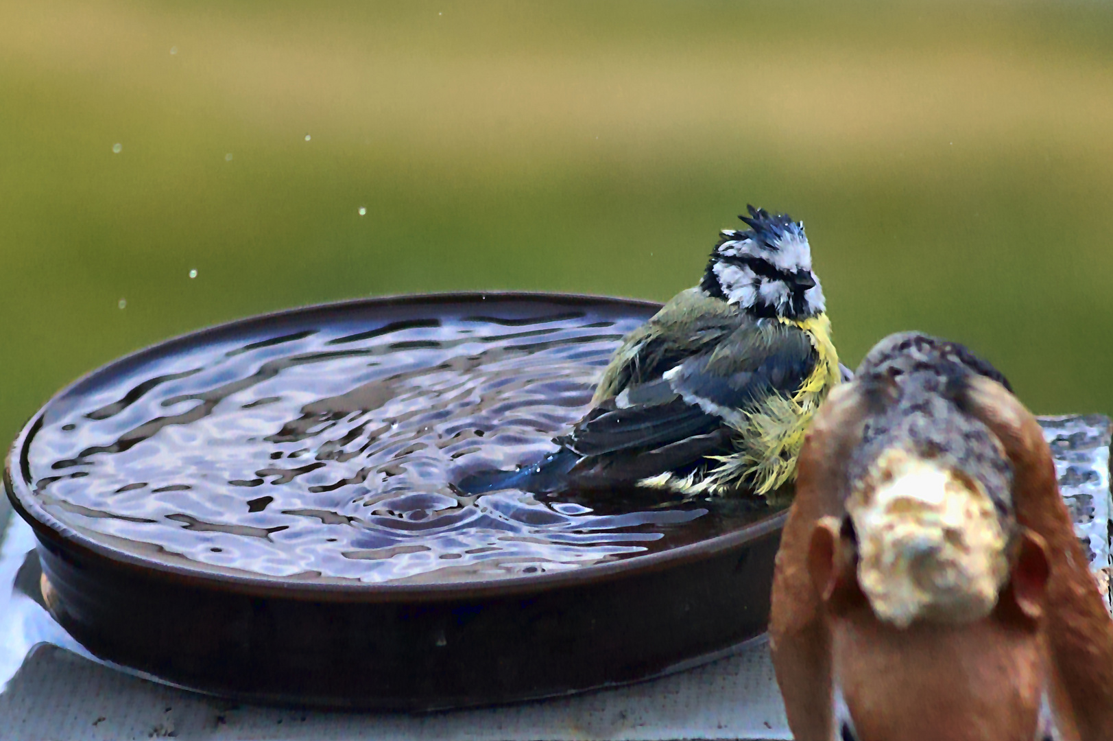 Blaumeise beim Baden 