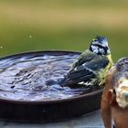 Blaumeise beim Baden 