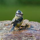 Blaumeise beim Baden