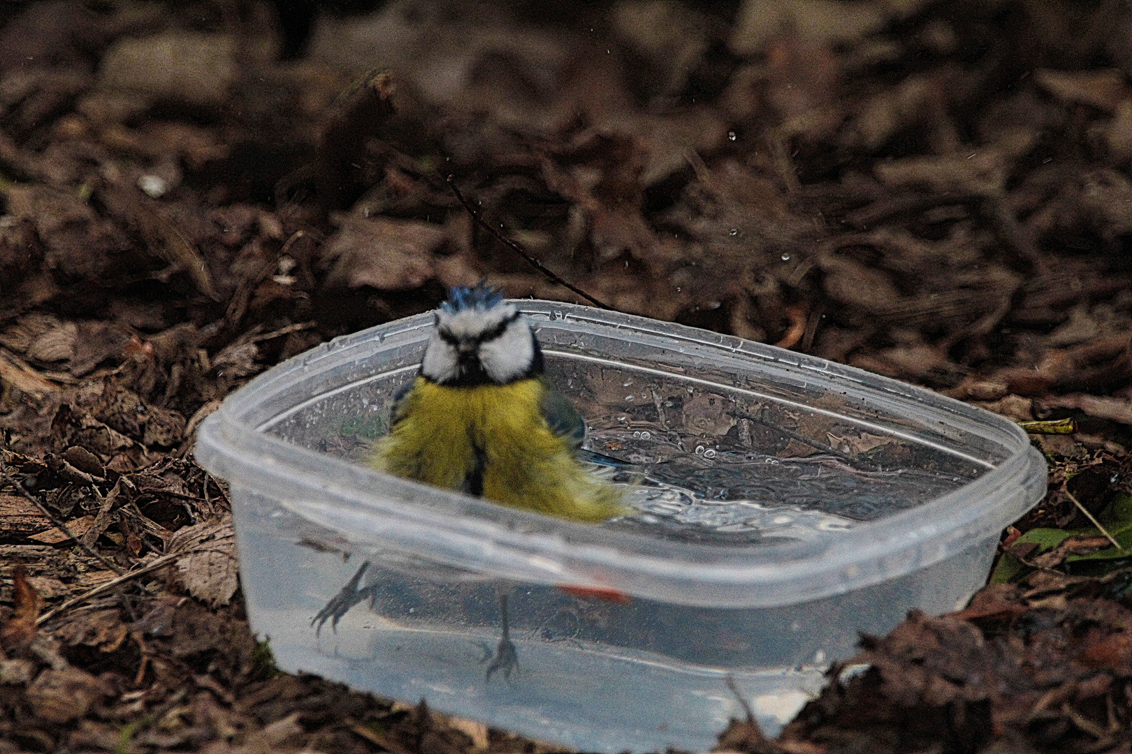 Blaumeise beim baden