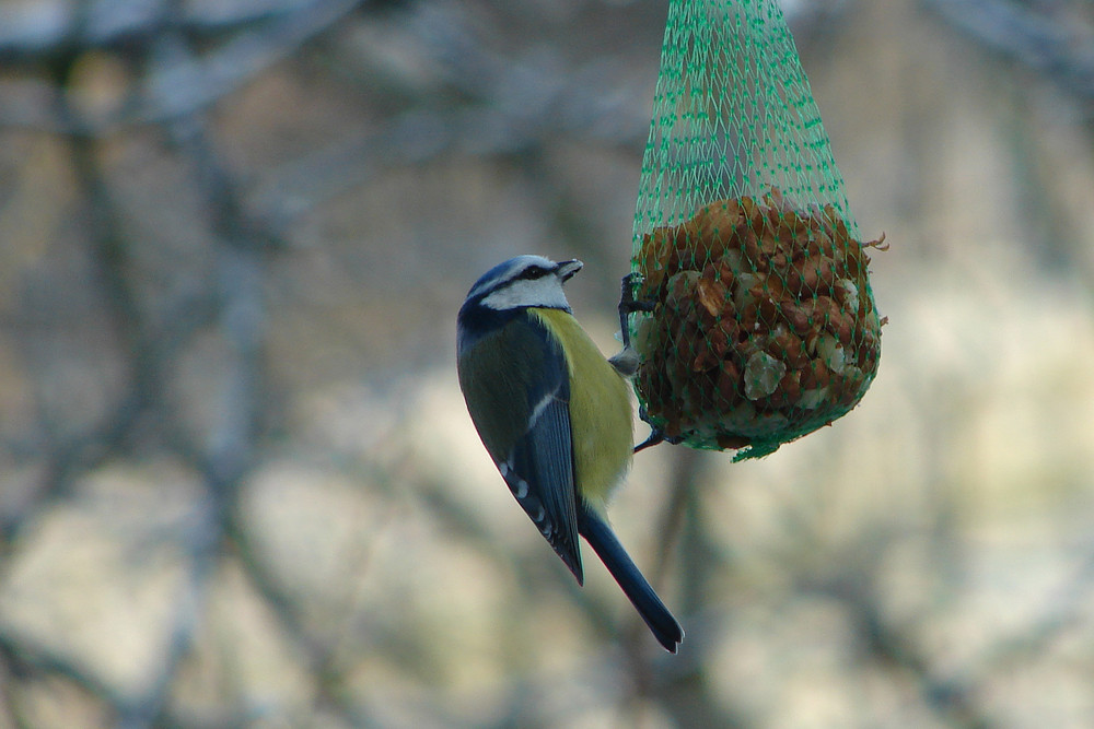 Blaumeise beim Fressen