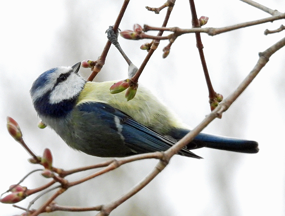 Blaumeise beim Frühlingsschmaus