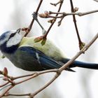 Blaumeise beim Frühlingsschmaus