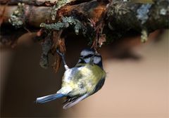 Blaumeise beim Frühsport im Apfelbaum