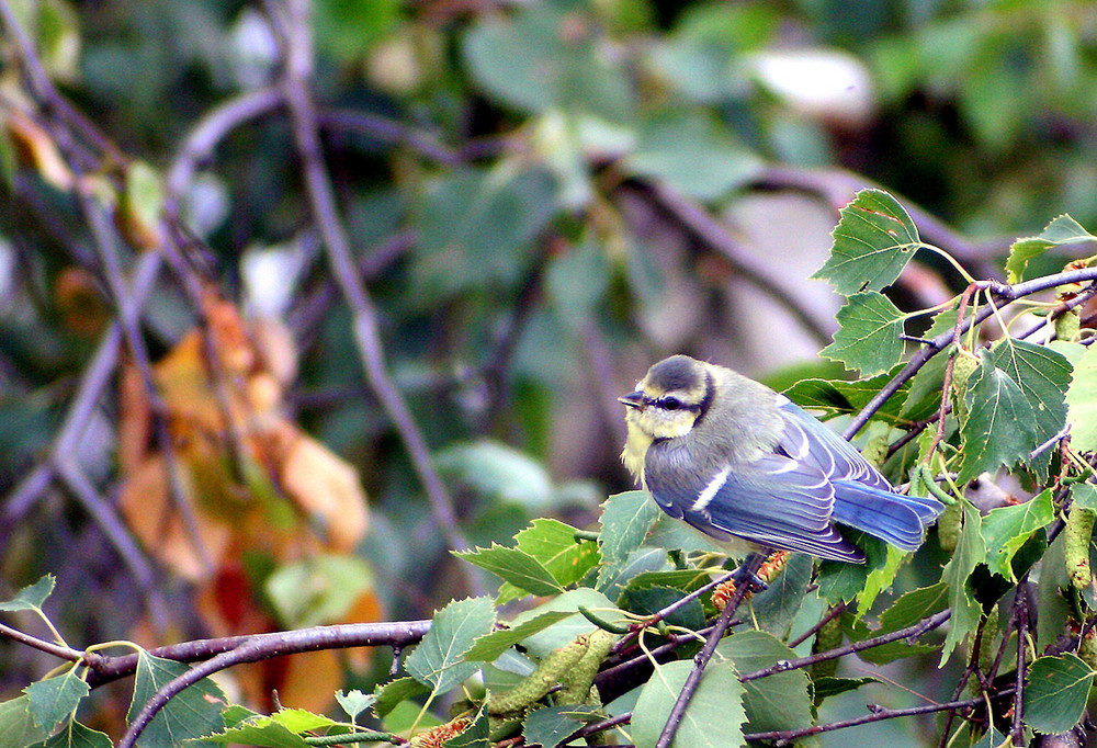 Blaumeise beim Frühstück