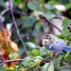 Blaumeise beim Frühstück