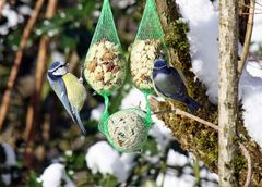 Blaumeise beim Frühstück