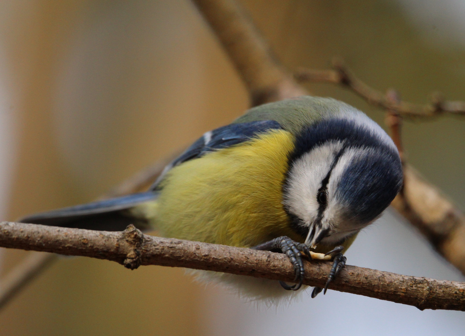 Blaumeise beim Frühstück