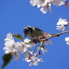 Blaumeise beim Frühstücken