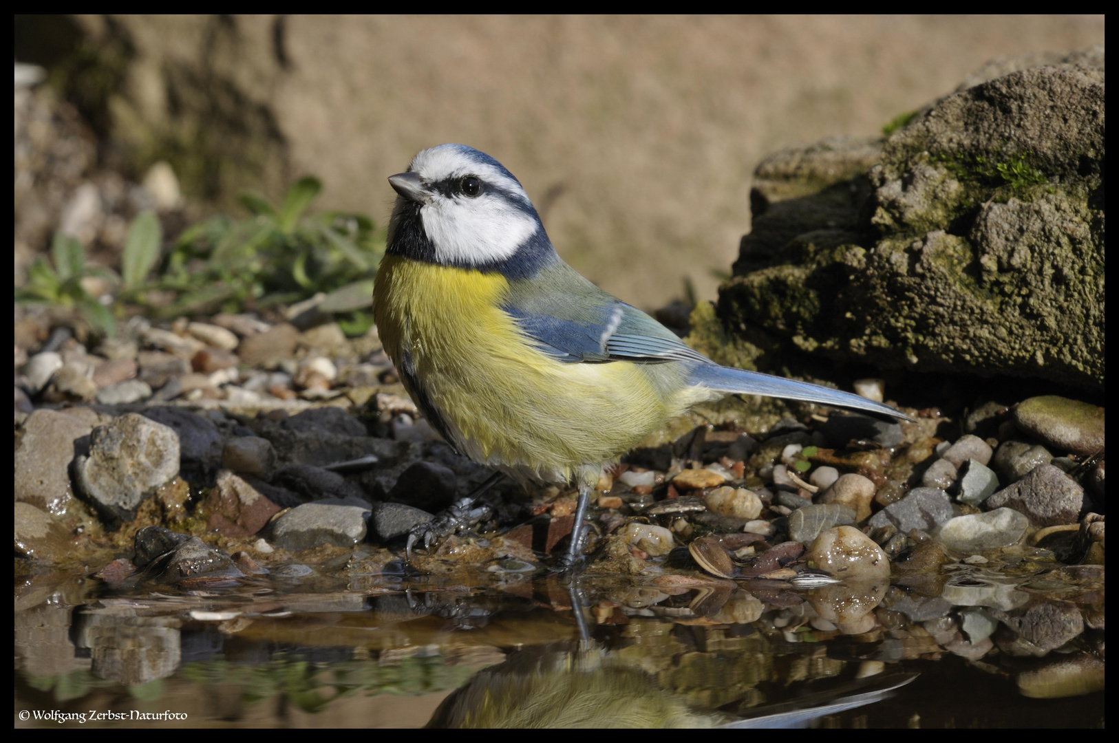 --- Blaumeise beim Fu0bad ---