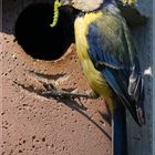 Blaumeise beim Füttern