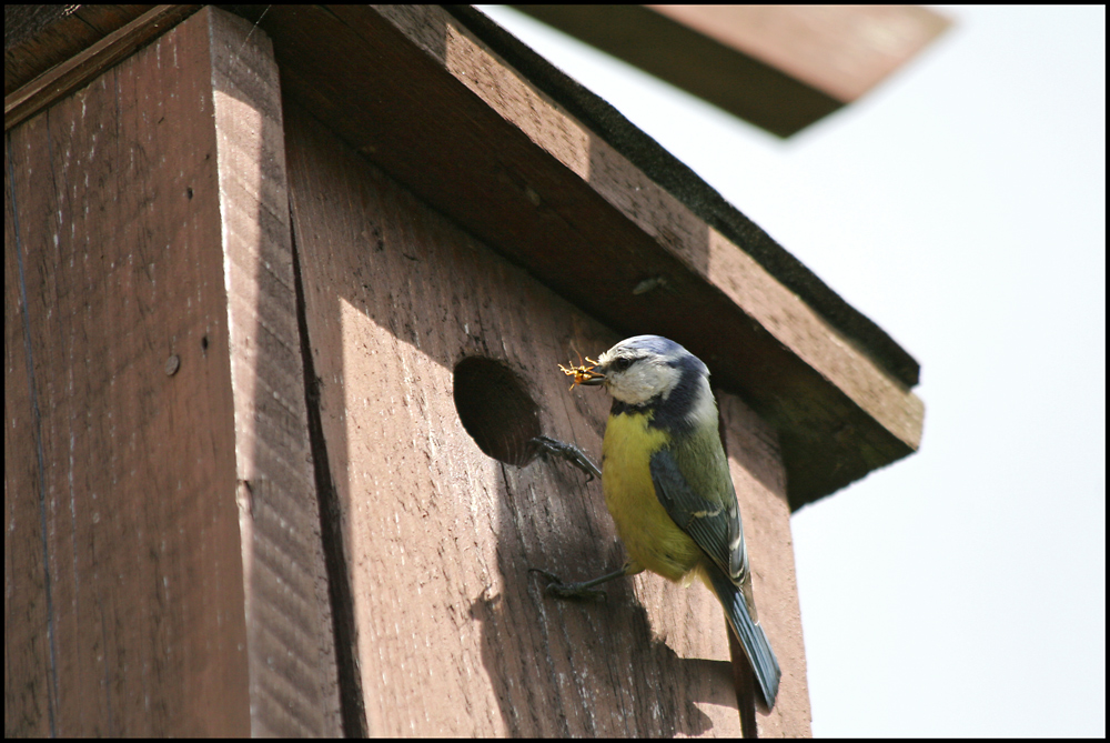 Blaumeise beim Füttern 1