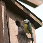 Blaumeise beim Füttern 1