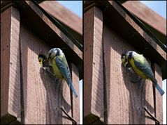 Blaumeise beim Füttern 2