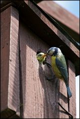 Blaumeise beim Füttern 3