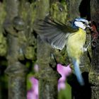 Blaumeise beim Füttern