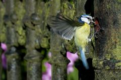 Blaumeise beim Füttern