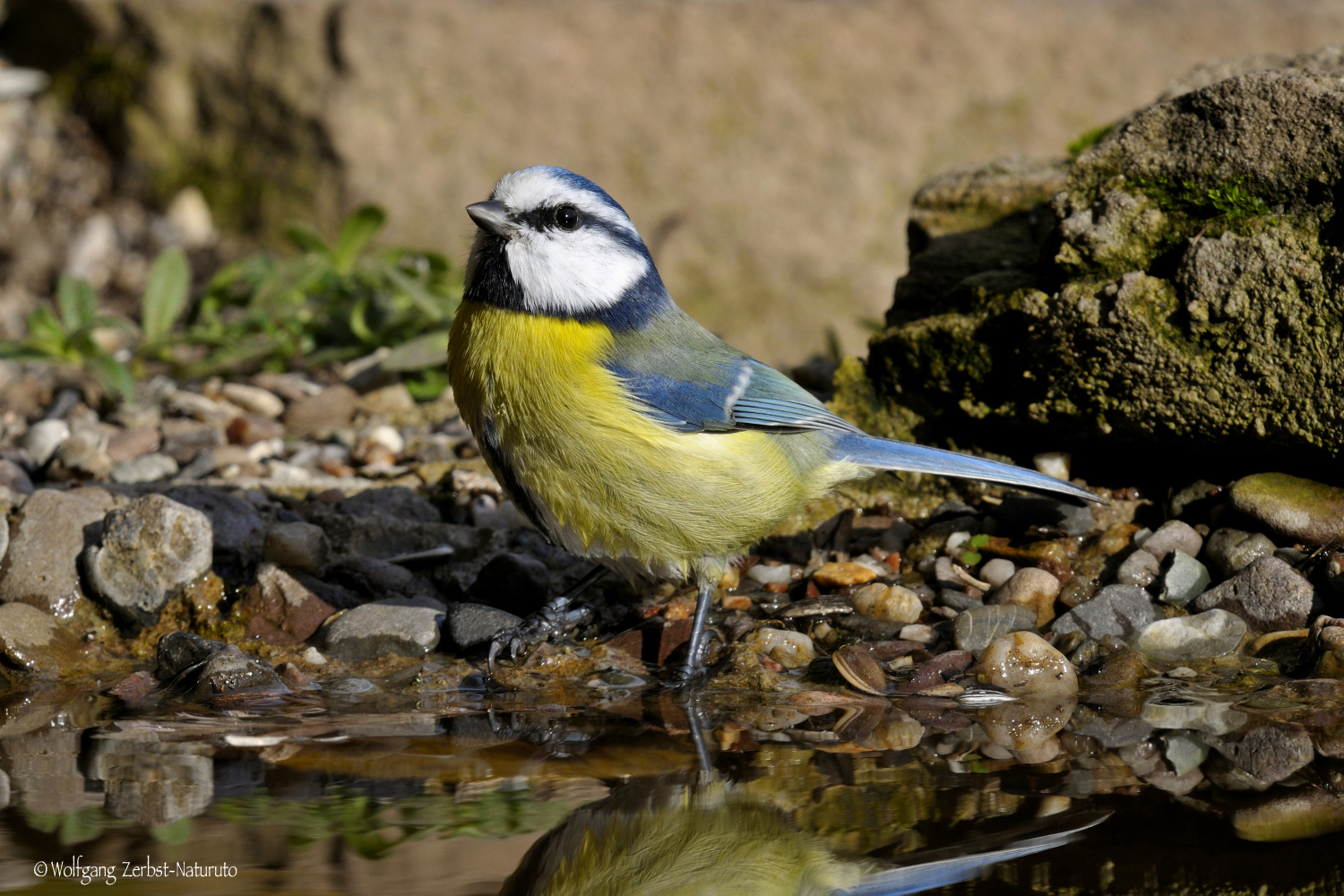 --- Blaumeise beim Fußbad ---